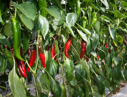 Nederland sluit belastingverdrag met Chili